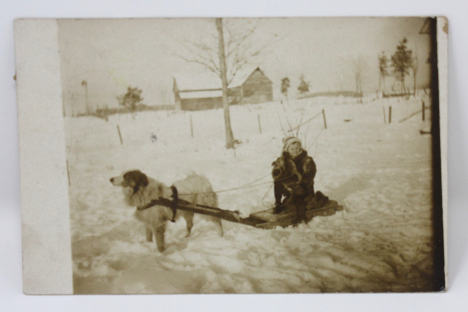 Antique RPPC Postcard Boy Child Riding Sled Dog Pulling Winter Snow Farm 1920s