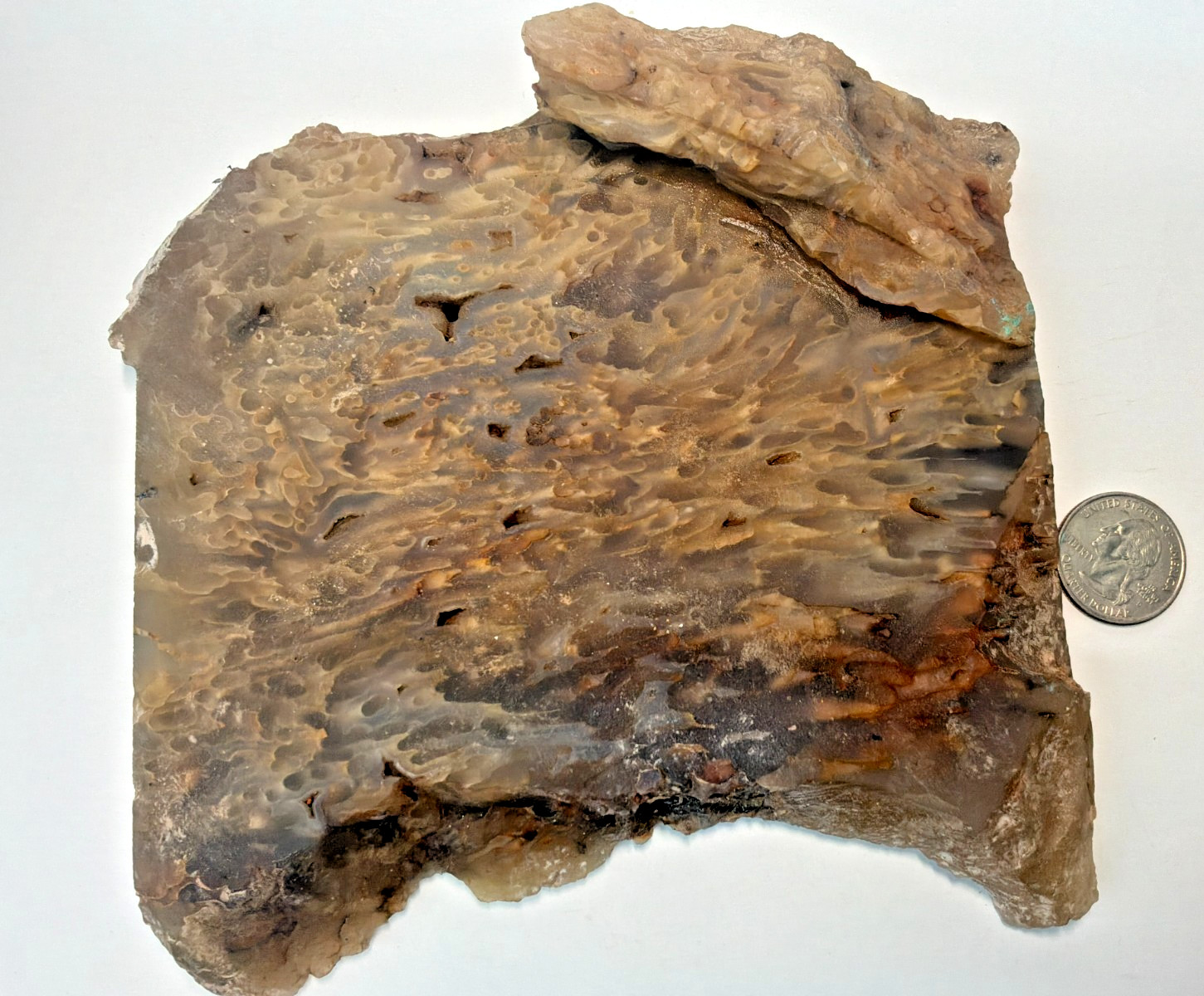 750 grams Natural Fossil Coral Slab Very Large Natural Fossil Coral Slab