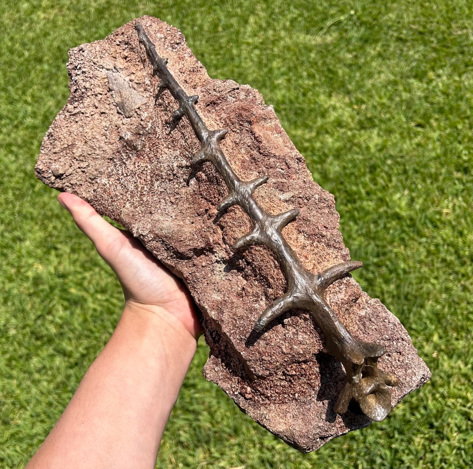 Edaphosaurus Sail Spine Fossil MUSEUM QUALITY Permian Reptile Dimetrodon Cousin