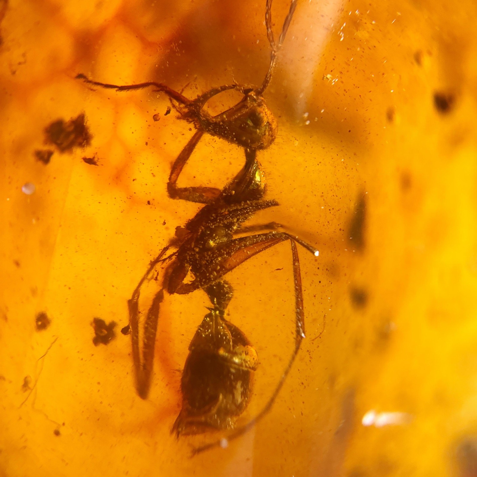 HELL ANT Haidomyrmex in Burmese / Burmite amber fossil / 100% genuine amber