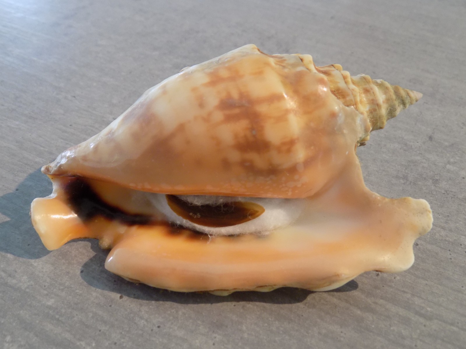 Shell: NEW STROMBIDAE STROMBUS TRICORNIS OLDI 110mm OMAN