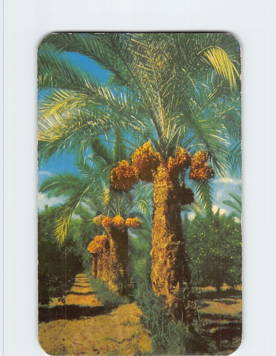 Postcard Date Palms Southwest USA