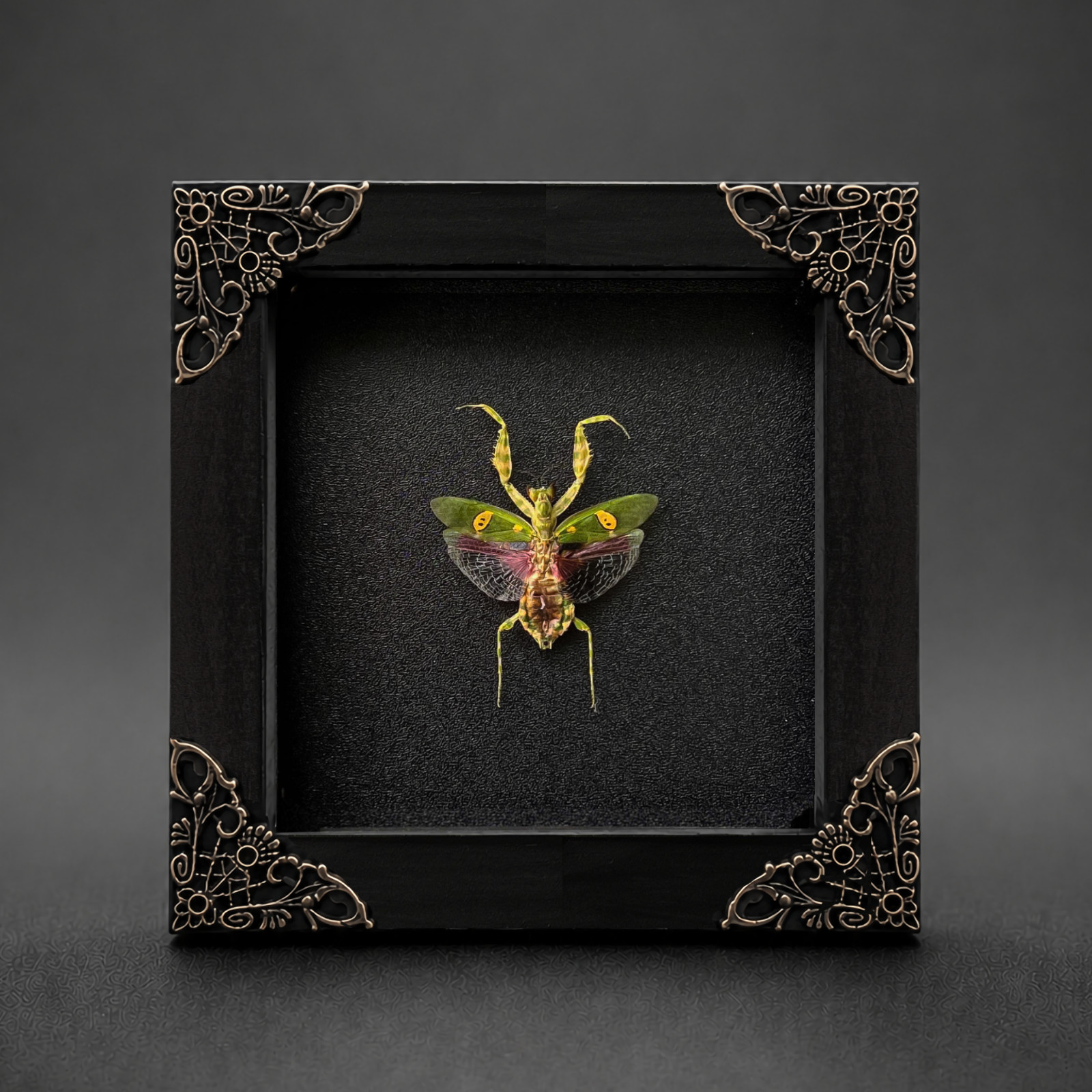 Real Flower Mantis Bug Taxidermy Framed 4.7