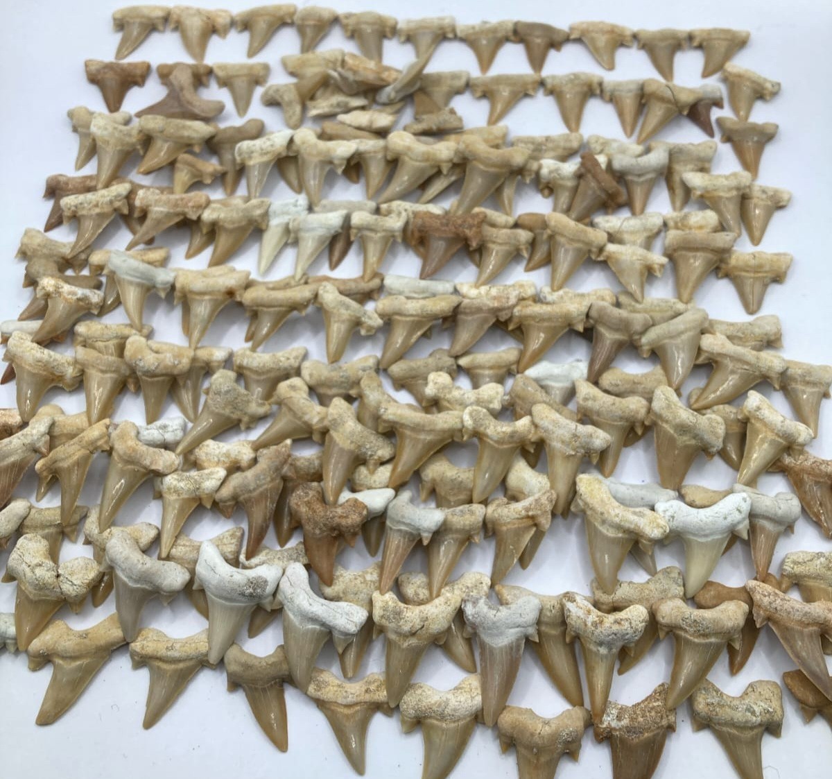 100 Authentic Otodus Obliquus Fossil Shark Teeth Lot Natural Specimens Morocco 