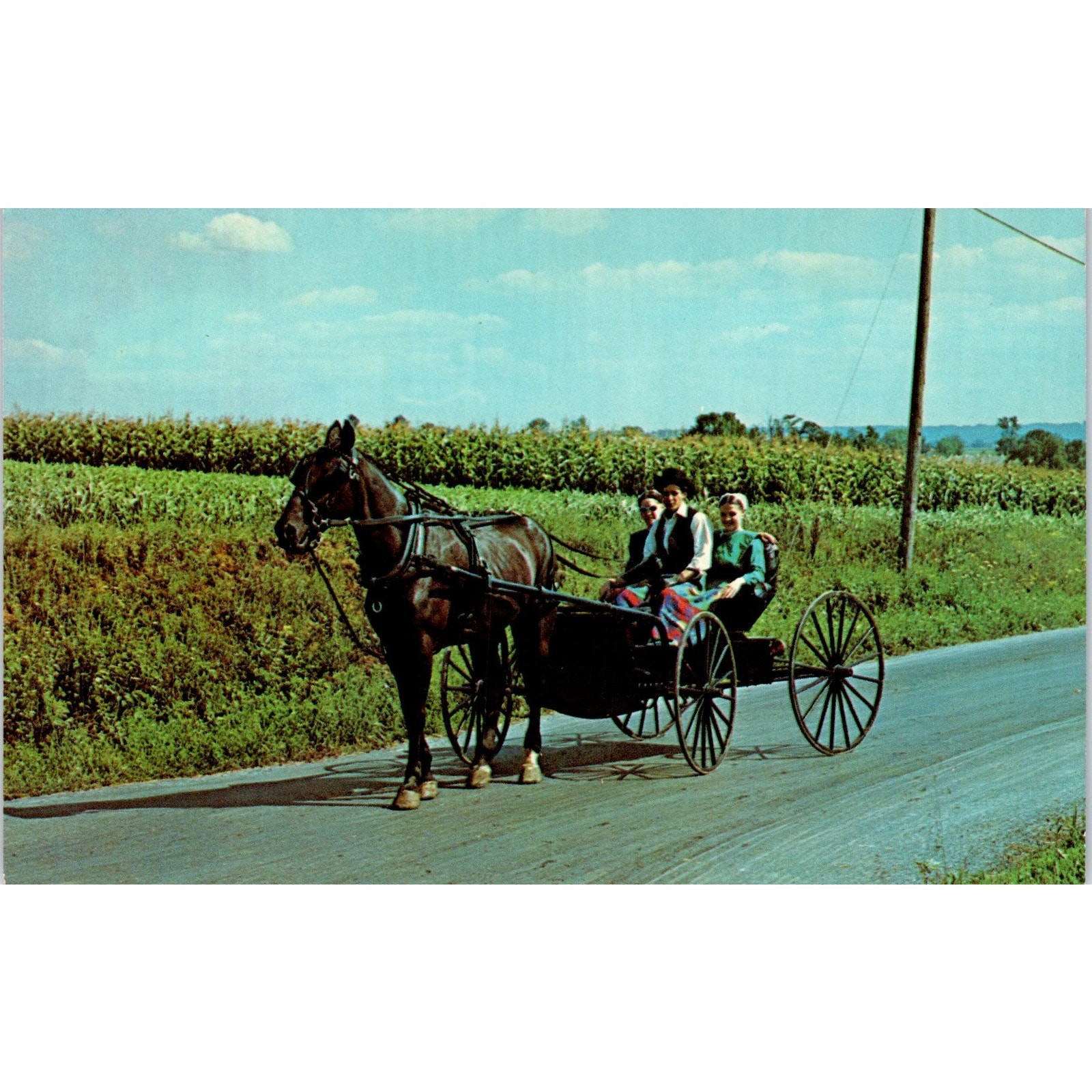 Young Amish People on Sunday Buggy Ride Pennsylvania Dutch Country Postcard PD8