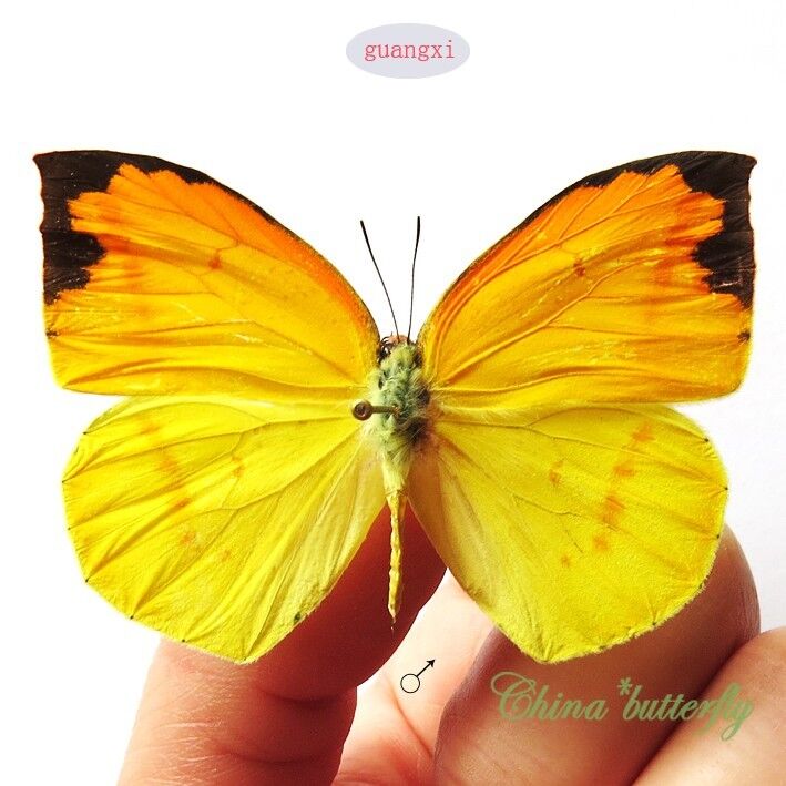 10 PCS unmounted butterfly Dercas nina f. spaneyi  yellow / orange CHINA  A1 A1-