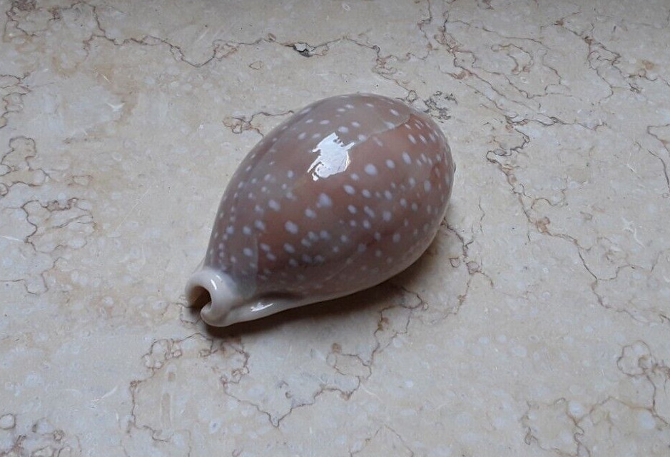 F Cypraea camelopardalis HUGE RARE SIZE 86.5 mm F++++ clear dots red sea shell