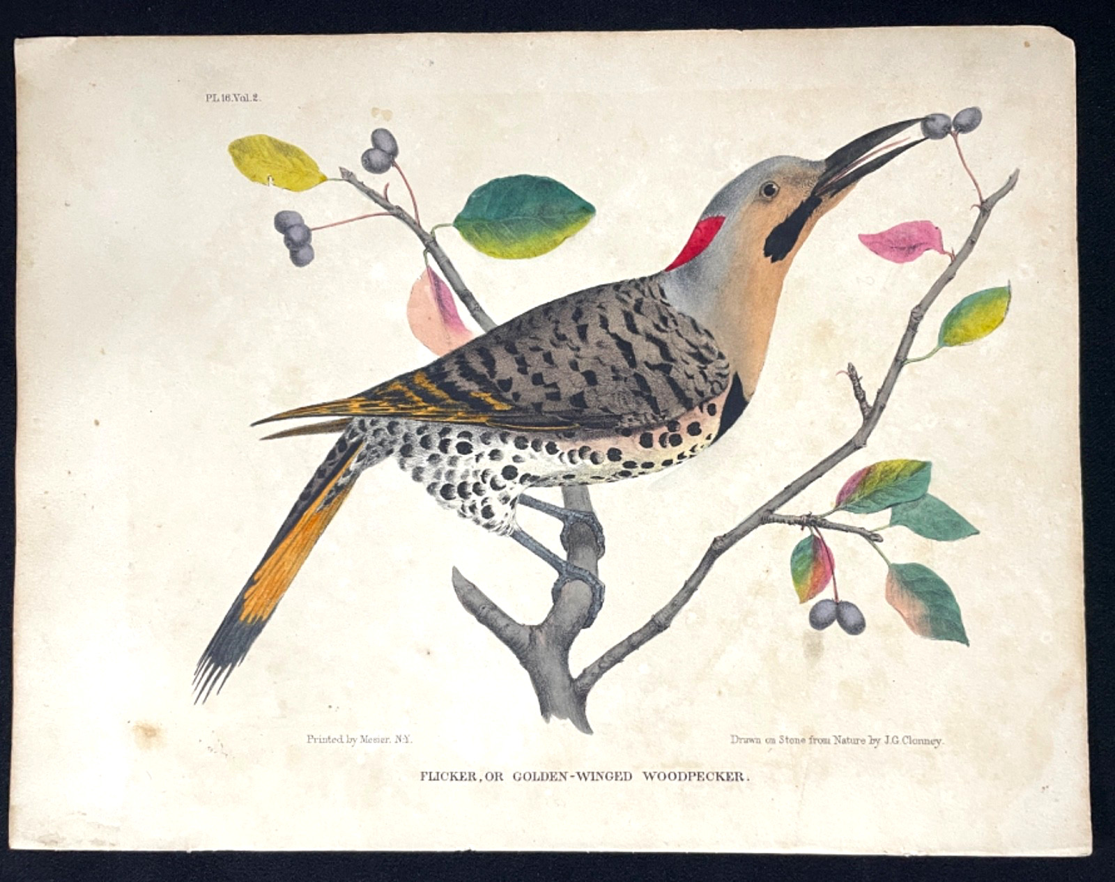 1830 Hand Colored Bird Lithograph Flicker Woodpecker JG Clonney Doughty Antique