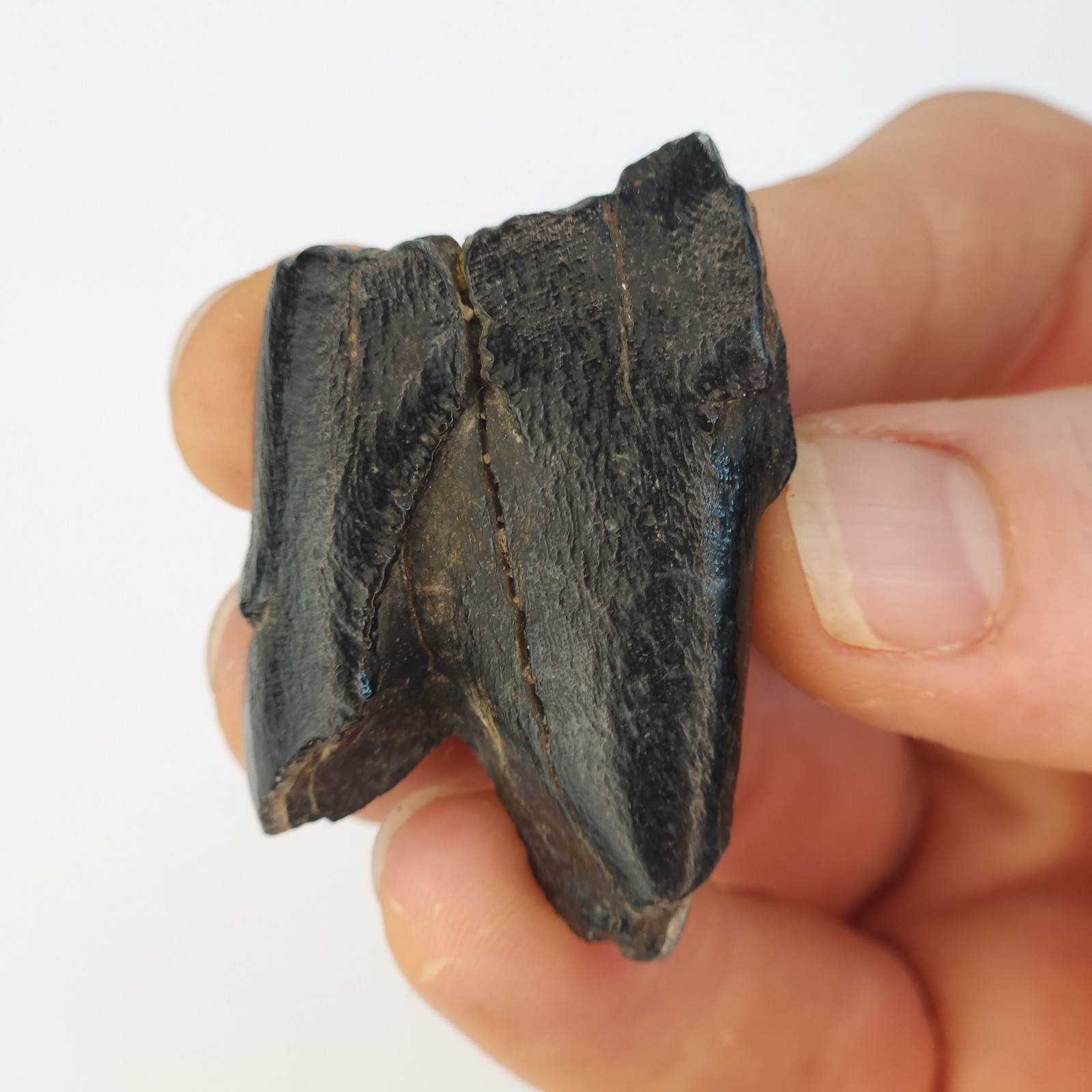Teleoceras Fossil Tooth - Florida - Late Miocene