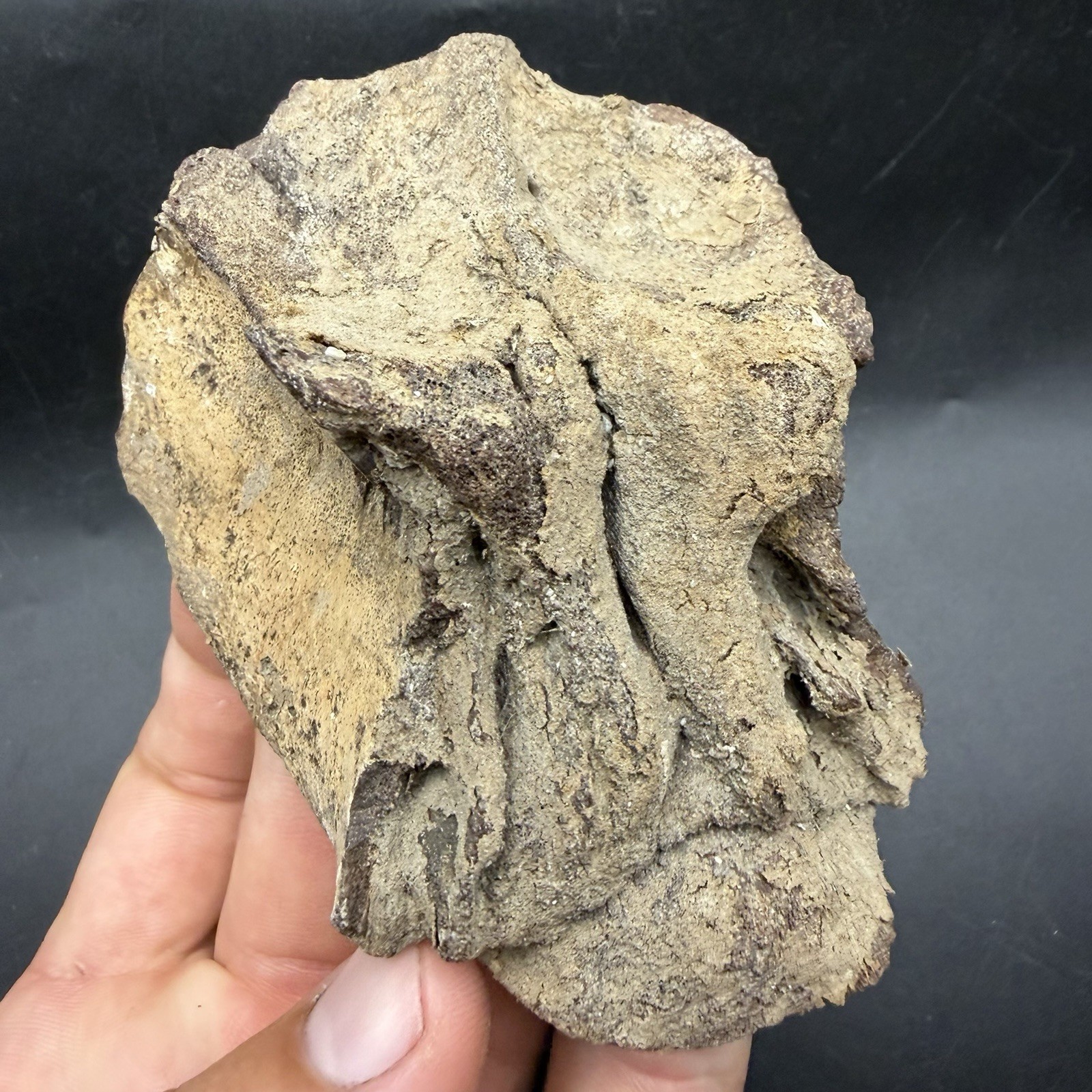 RARE FOSSIL DUGONG SKULL CAP MARINE MAMMAL BONE SKULL SOUTH CAROLINA FOSSIL
