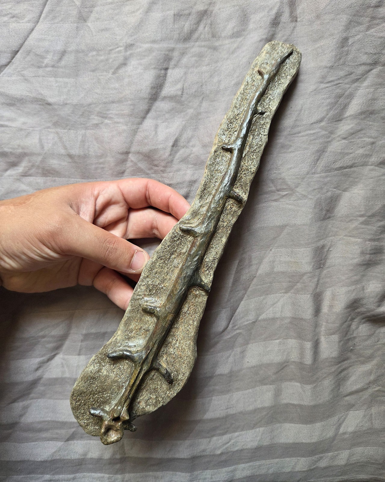 Ultra Rare Museum Display Edaphosaurus Sail Spine Vertebra Bone Fossil Permian