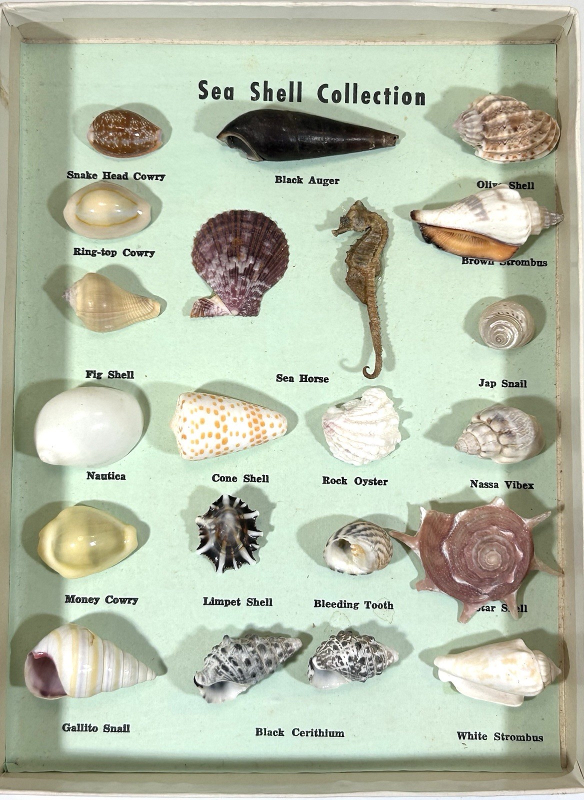 Vintage 60’s Sea Shell (21) Collection & Original Box • Lauderdale By The Sea FL