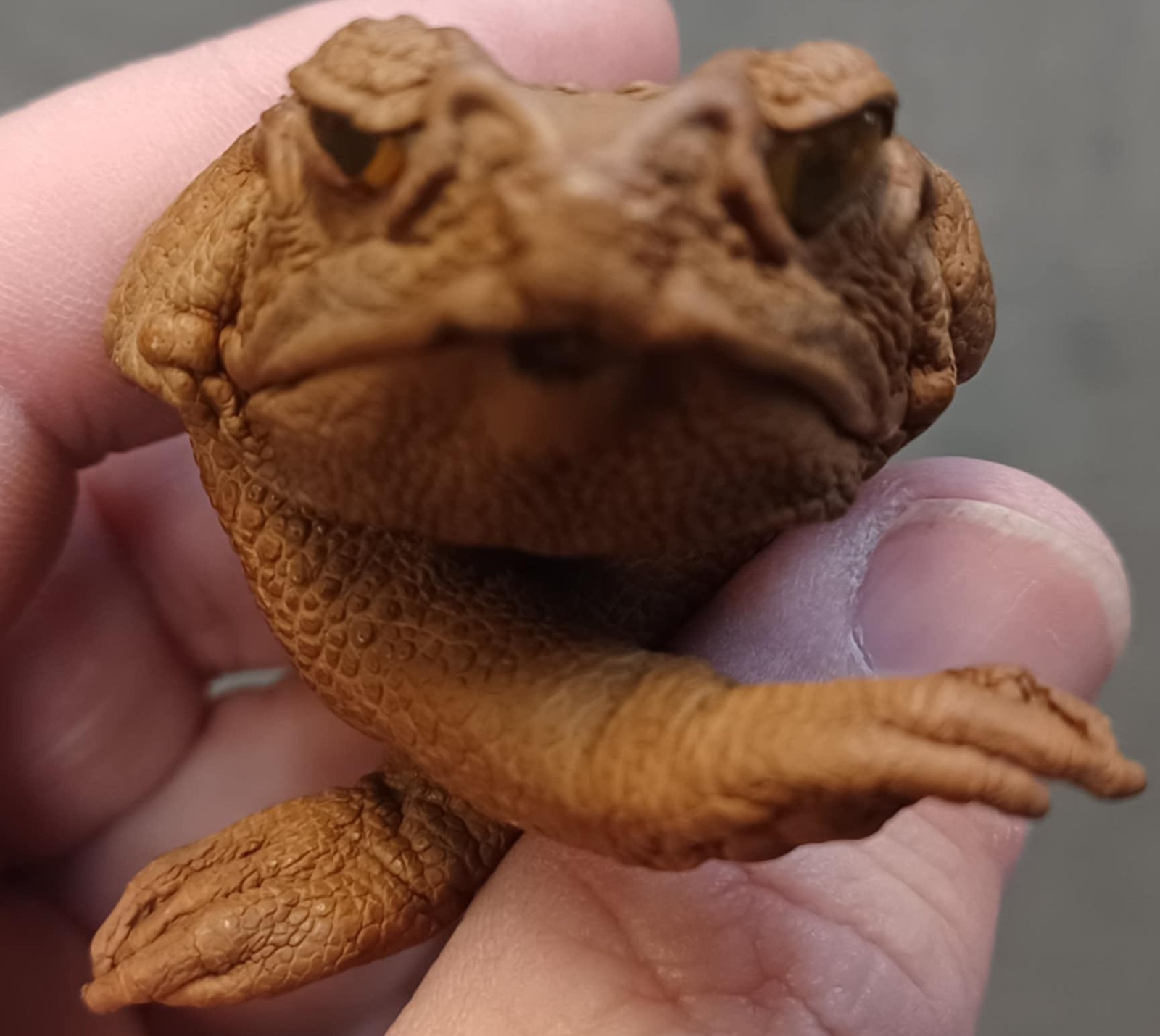 Handmade Sugar Cane Toad Keychain - Real Toad Leather