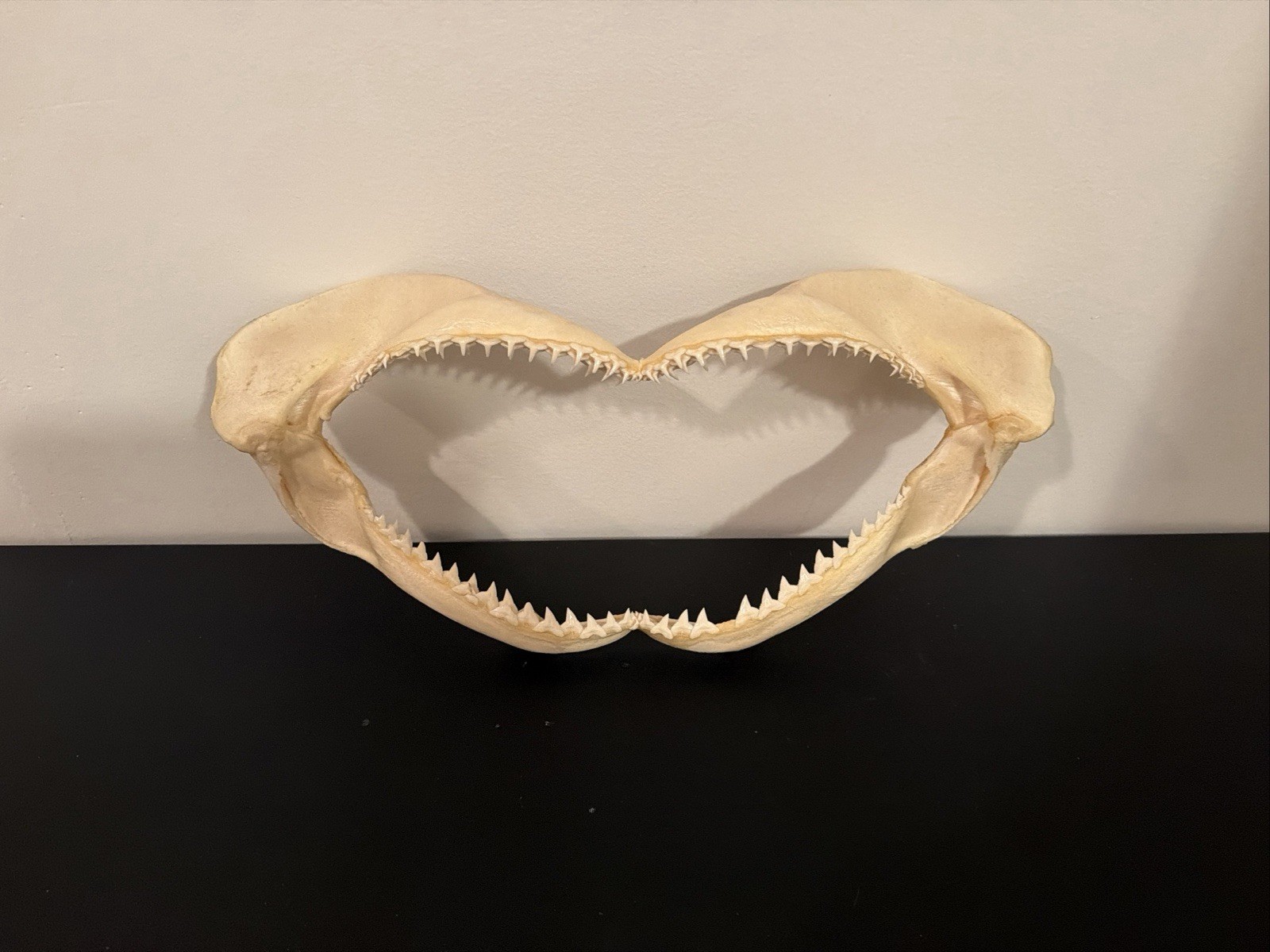 13”x7” Bull Shark jaw. Authentic And Legally Obtained. ￼