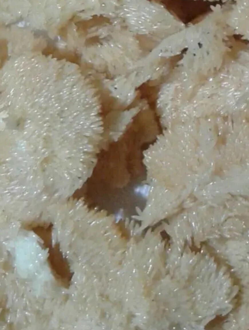 Premium Black Soldier Fly Eggs 100 grams Start your BSFL colony Reptile Food