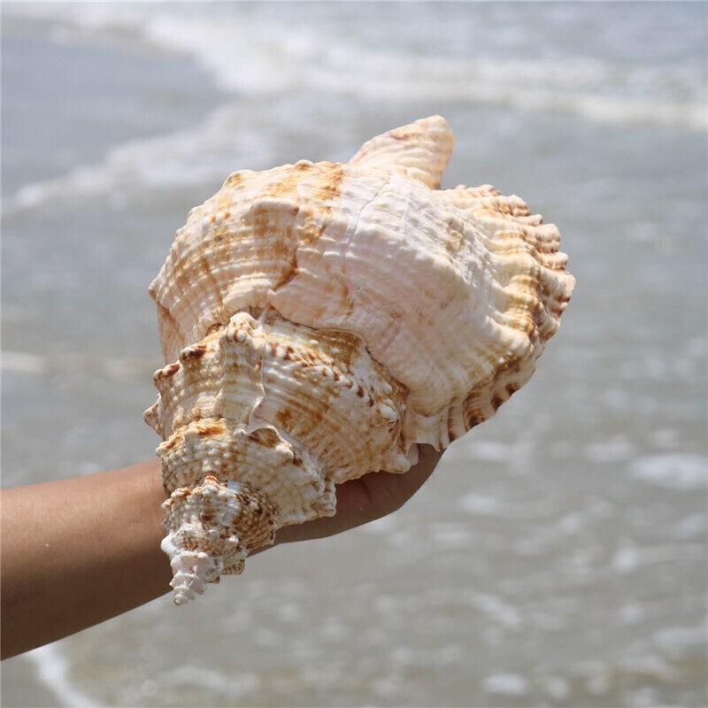 23CM 9inch Natural Marine Shells Create Micro-landscapes Marine Snail Ornament