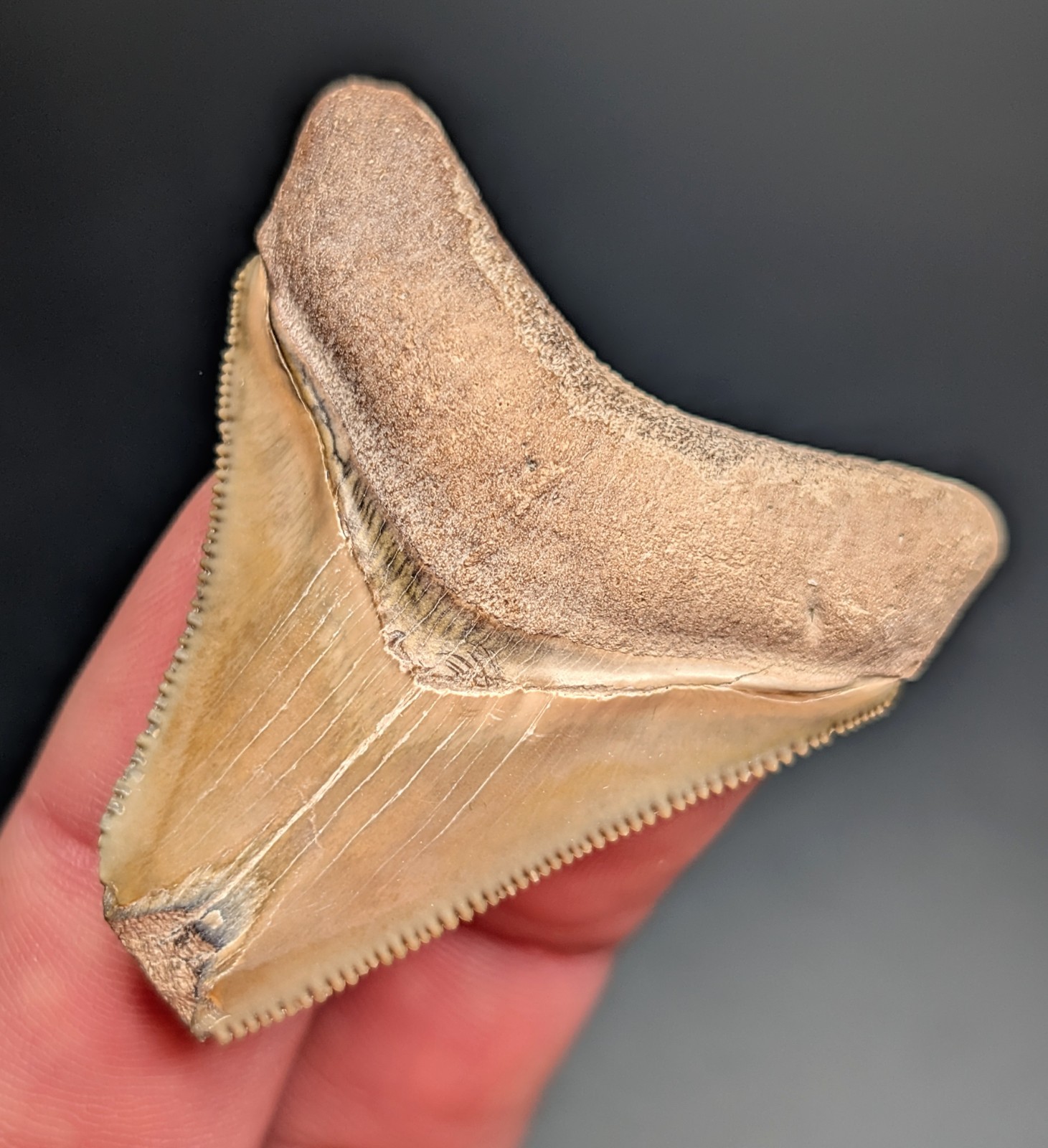 Beautiful Brown Megalodon Shark Tooth From Central Florida BV