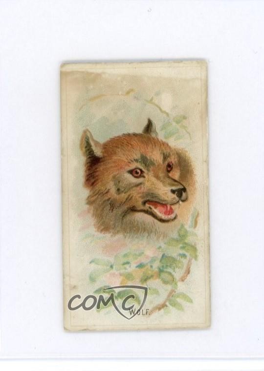 1888 Allen & Ginter Wild Animals of the World Tobacco N25 Wolf 0vl1