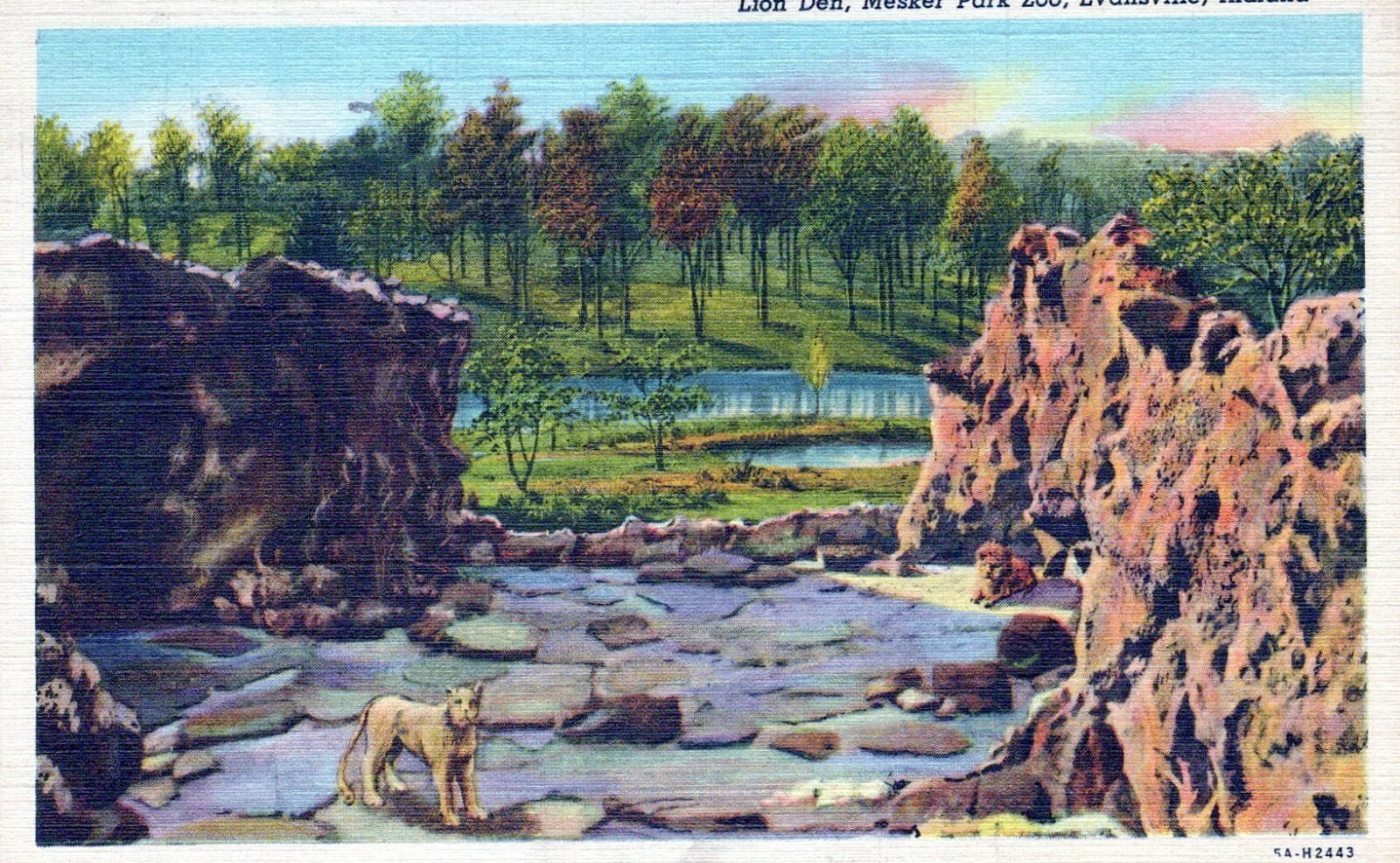 Barless Lion Den Mesker Park Zoo Evansville IN Posted Vintage Linen Post Card