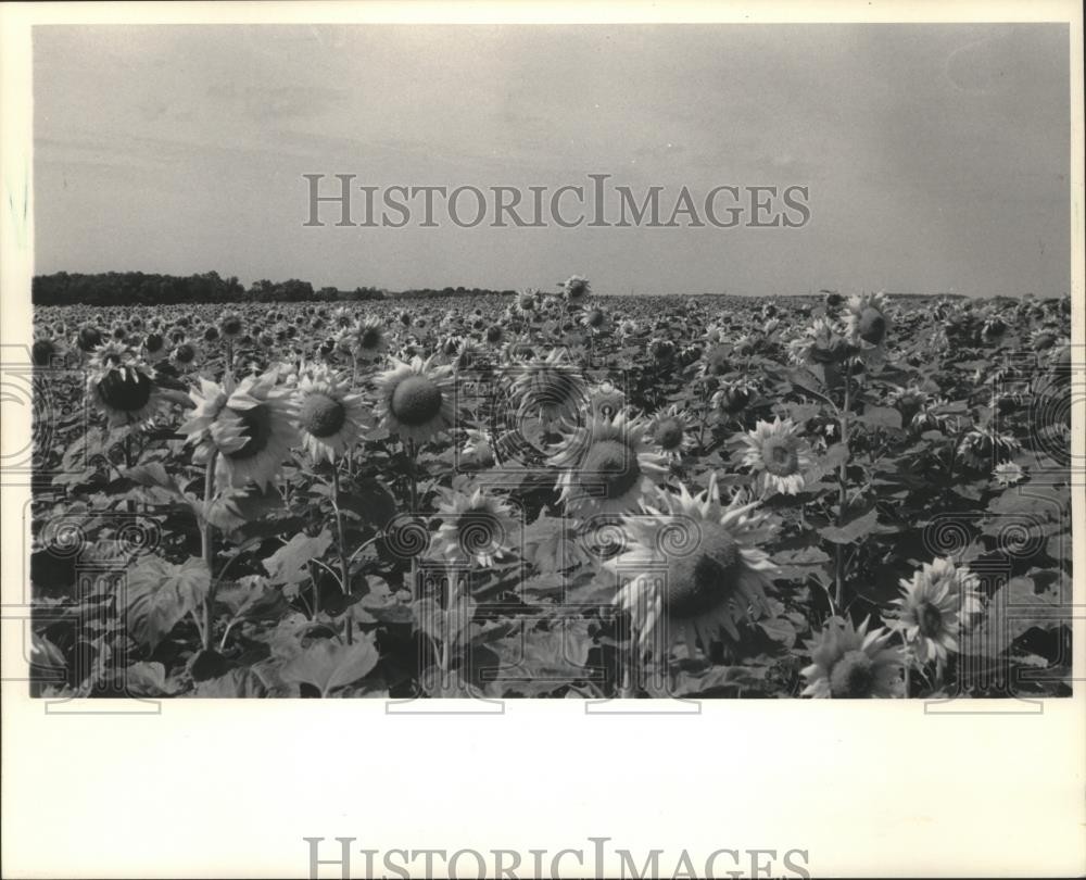 1984 Press Photo Sunflowers found along Highway C in Granton, N. of Pioneer Rd