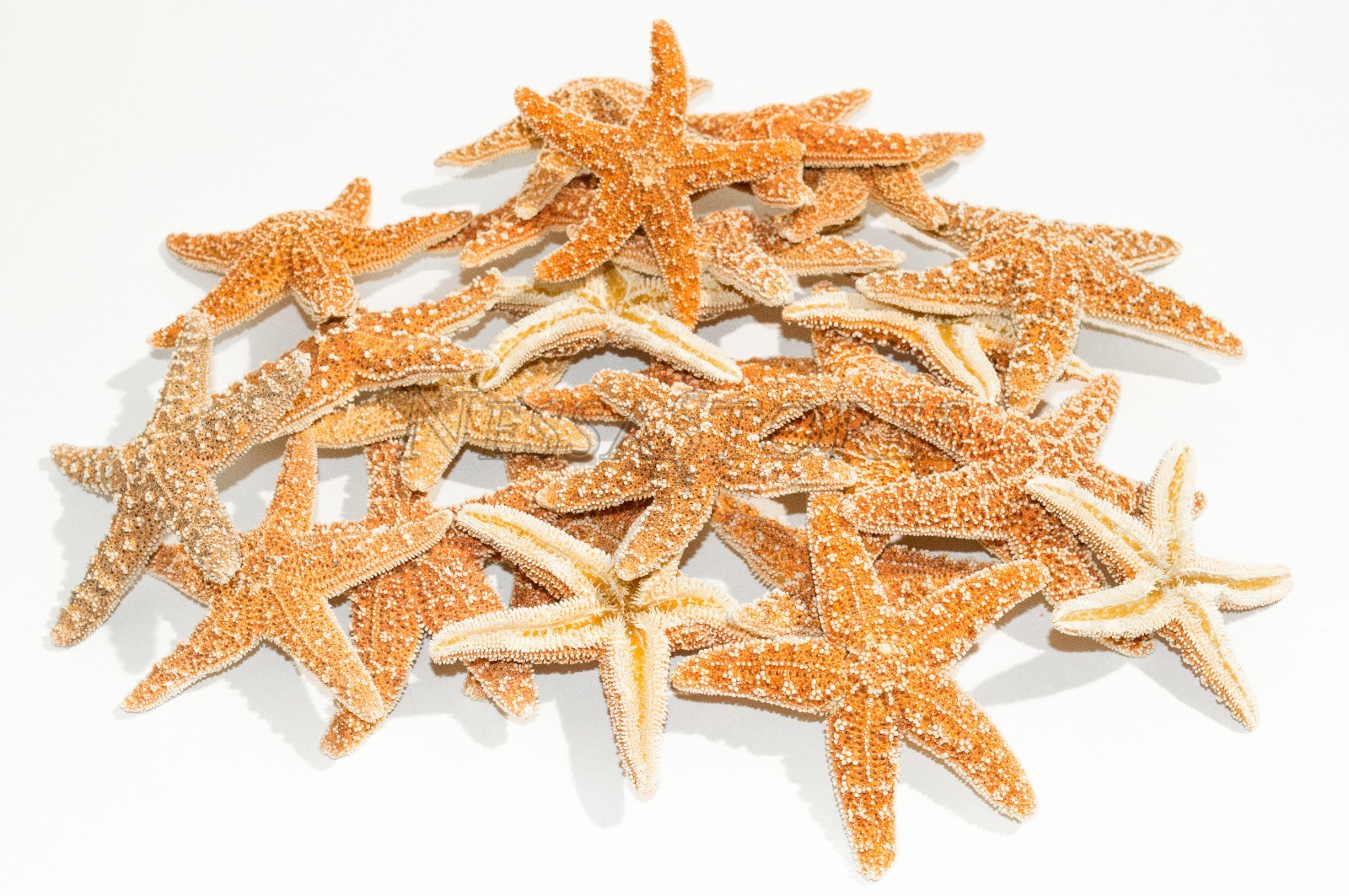NessaStores- Sugar StarFish Sea Shell Wedding Real Craft 3\