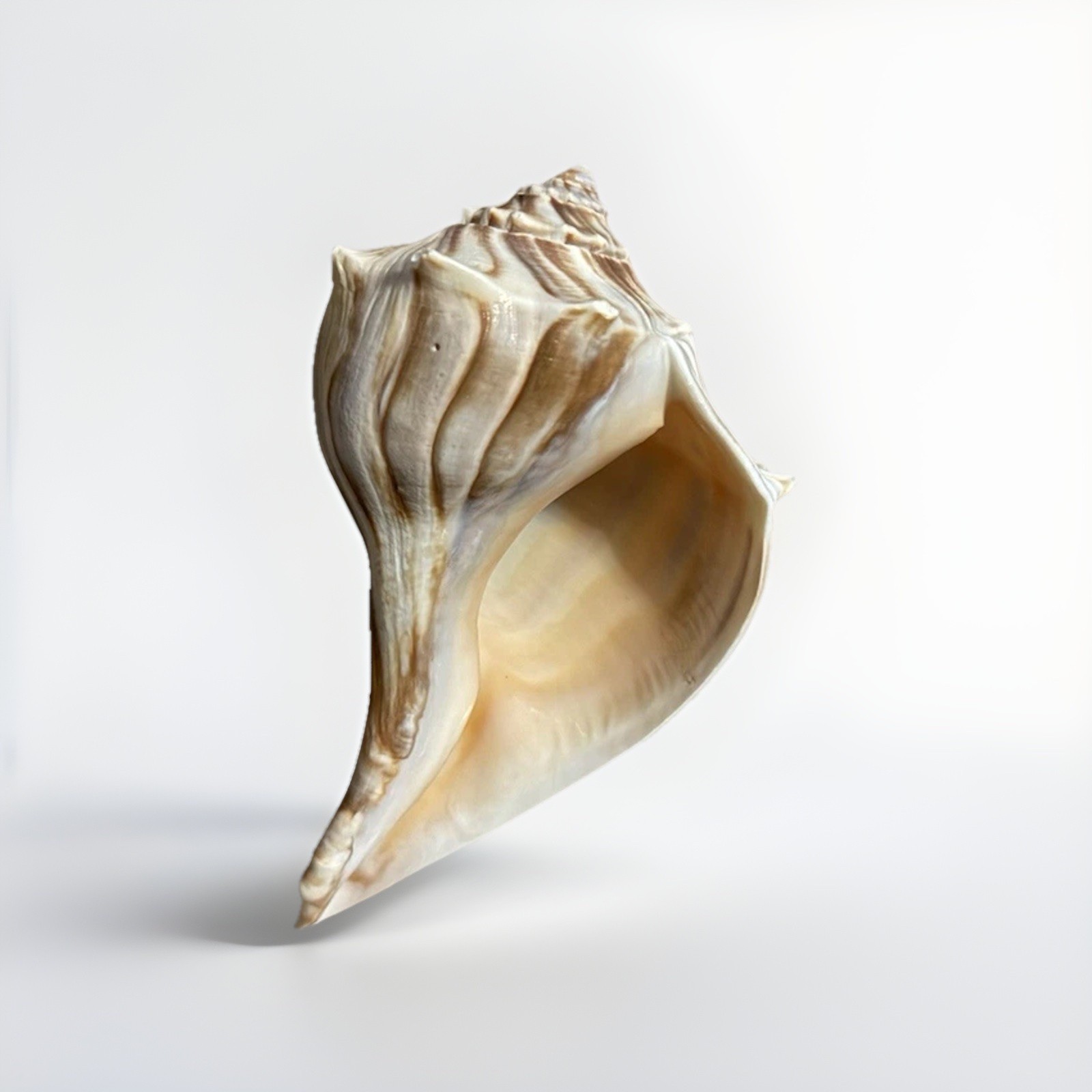RARE Lg Unique Natural Colors Conch Shell Beach Nautical 