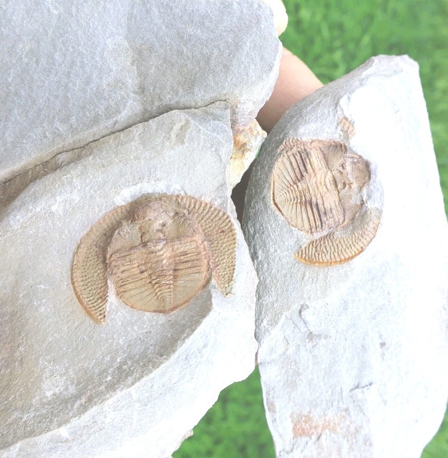 Declivolithus Trilobite Fossil Ordovician Morocco Fossil Specimen