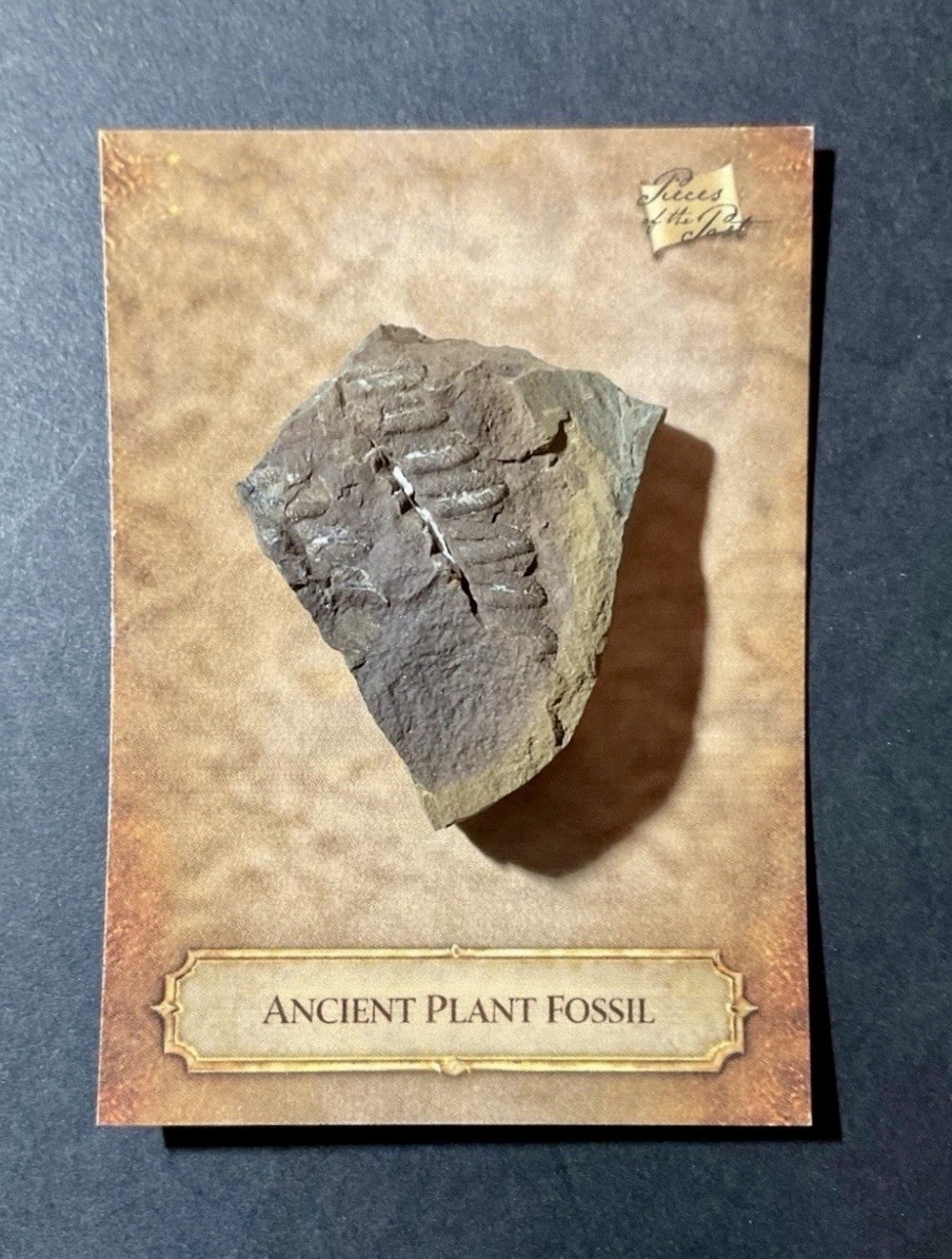 2026 Pieces Of The Past One Time Series Ancient Plant Fossil Relic Specimen