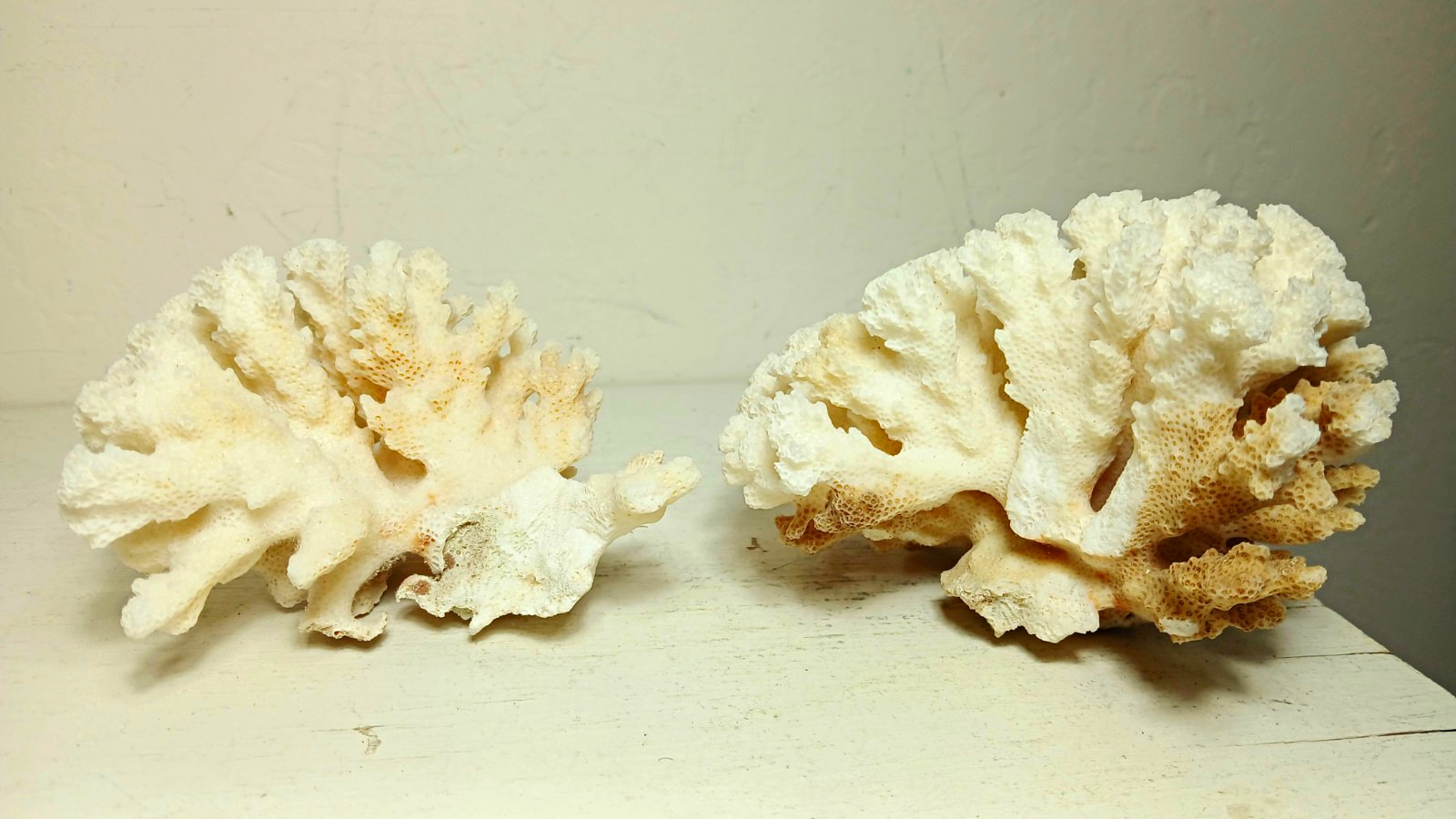 Vintage Natural White Coral Cluster Set of 2