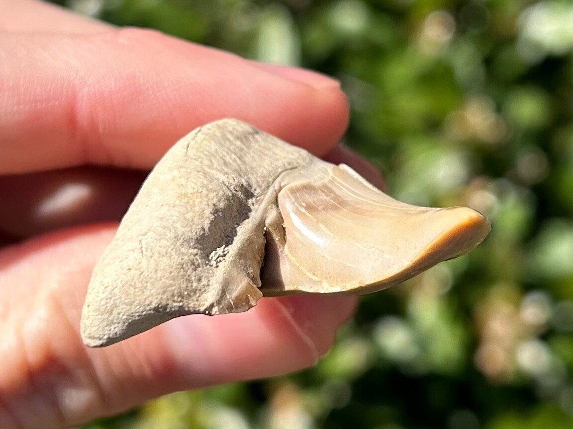Pathological Fossil Sharks Tooth Otodus obliquus Morocco Deformed Teeth NICE