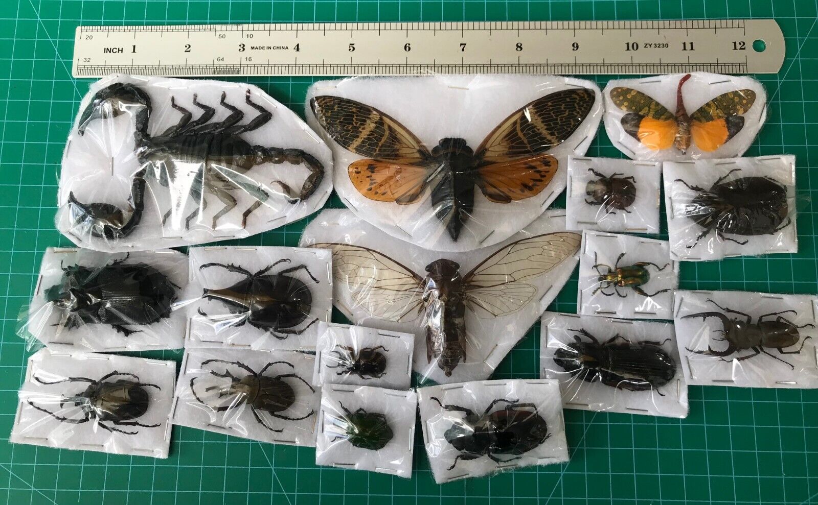 15 Real Beetle Insects Bugs Dried Moth Dead Taxidermy Butterflies Oddities Decor