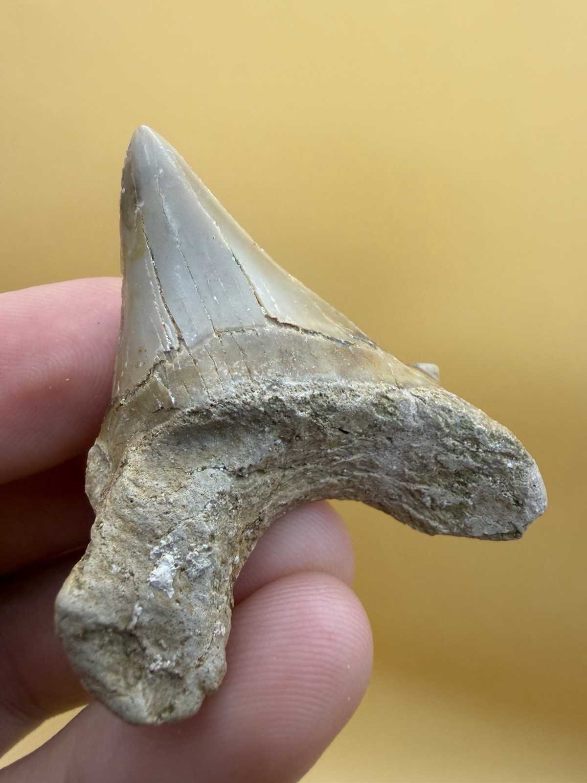 Deformed Otodus Obliquus Shark Tooth Fossil 1.96” Morocco 