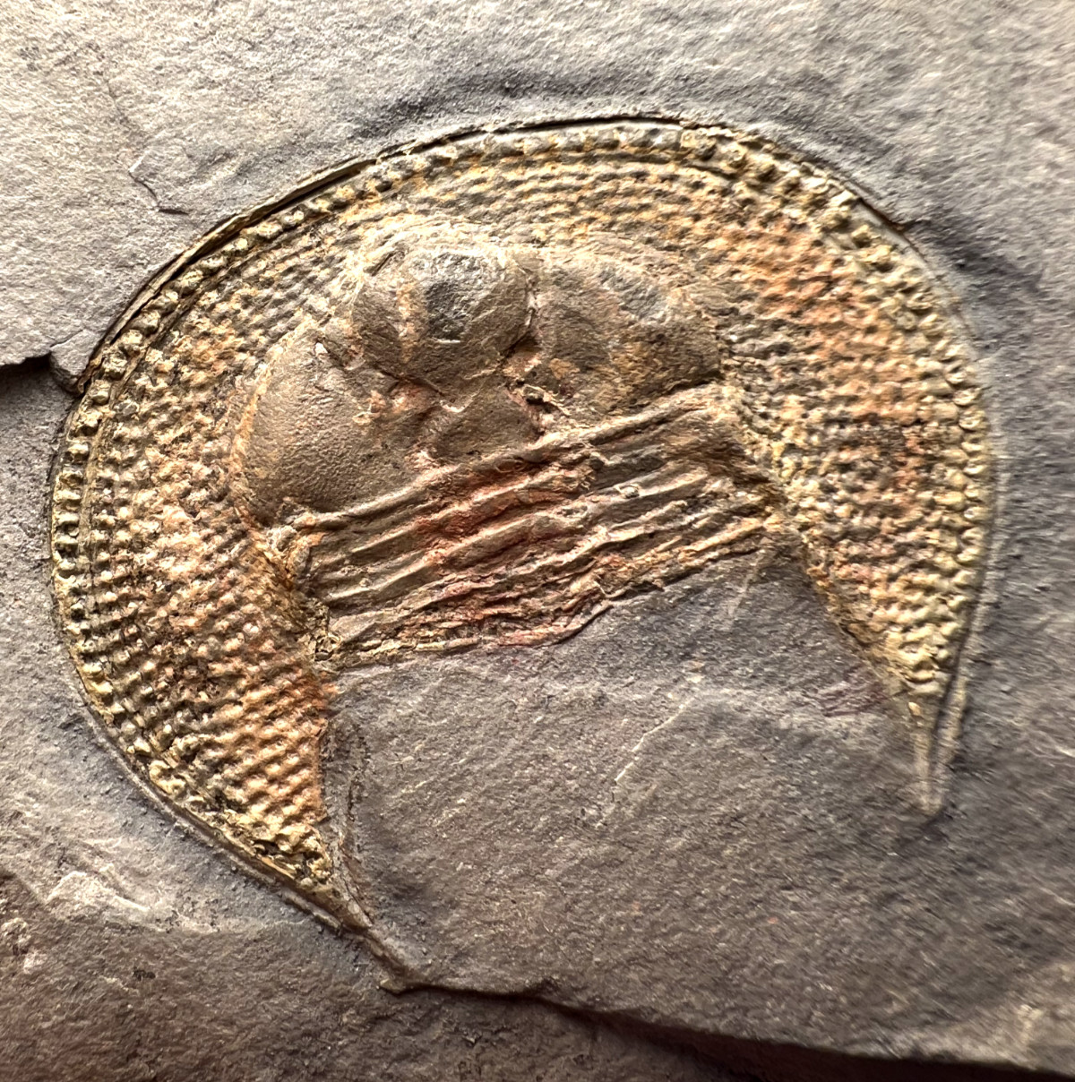 Large Declivolithus titan Trilobite Fossil – Impressive Detail ✅