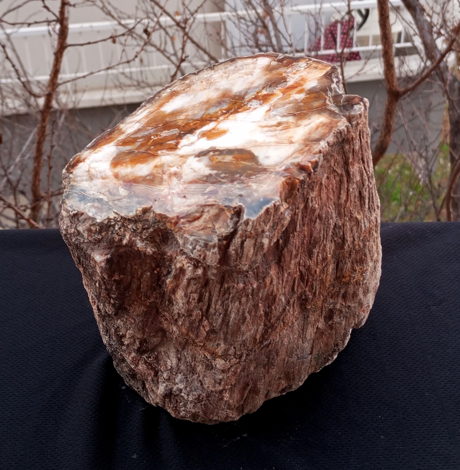 8 Lb 12 Oz Rare Opalized Mirror Polished Multicolor Big Petrified Wood Uv
