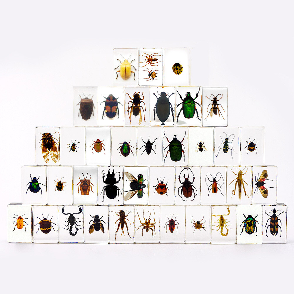 20 Pcs Insect in Resin Specimen Bugs Collection Paperweights Arachnid Resin Lot 20 Pcs Insect in Resin Specimen Bugs Collection Paperweights Arachnid Resin Lot