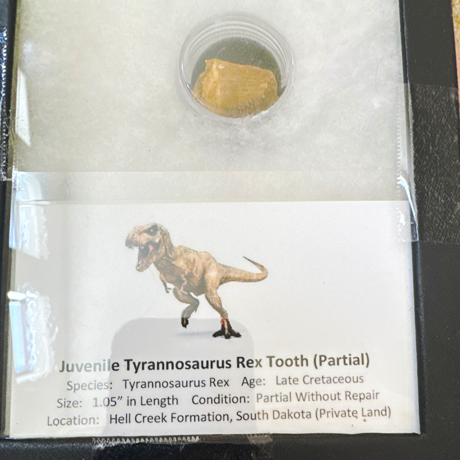 Juvenile Tyrannosaurus Rex Partial Tooth Fossil 1.05\