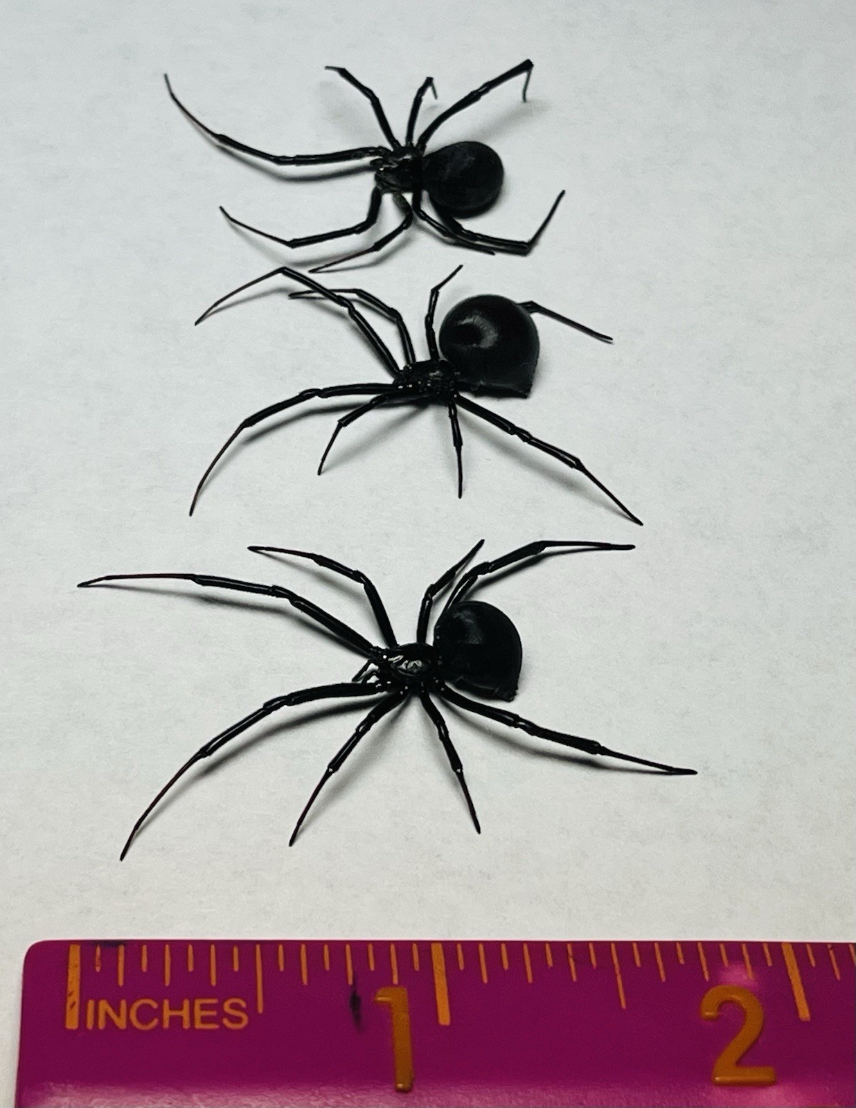 3 pcs Wet Specimens Western Black Widow Latrodectus Hesperus Preserved 70% Alc