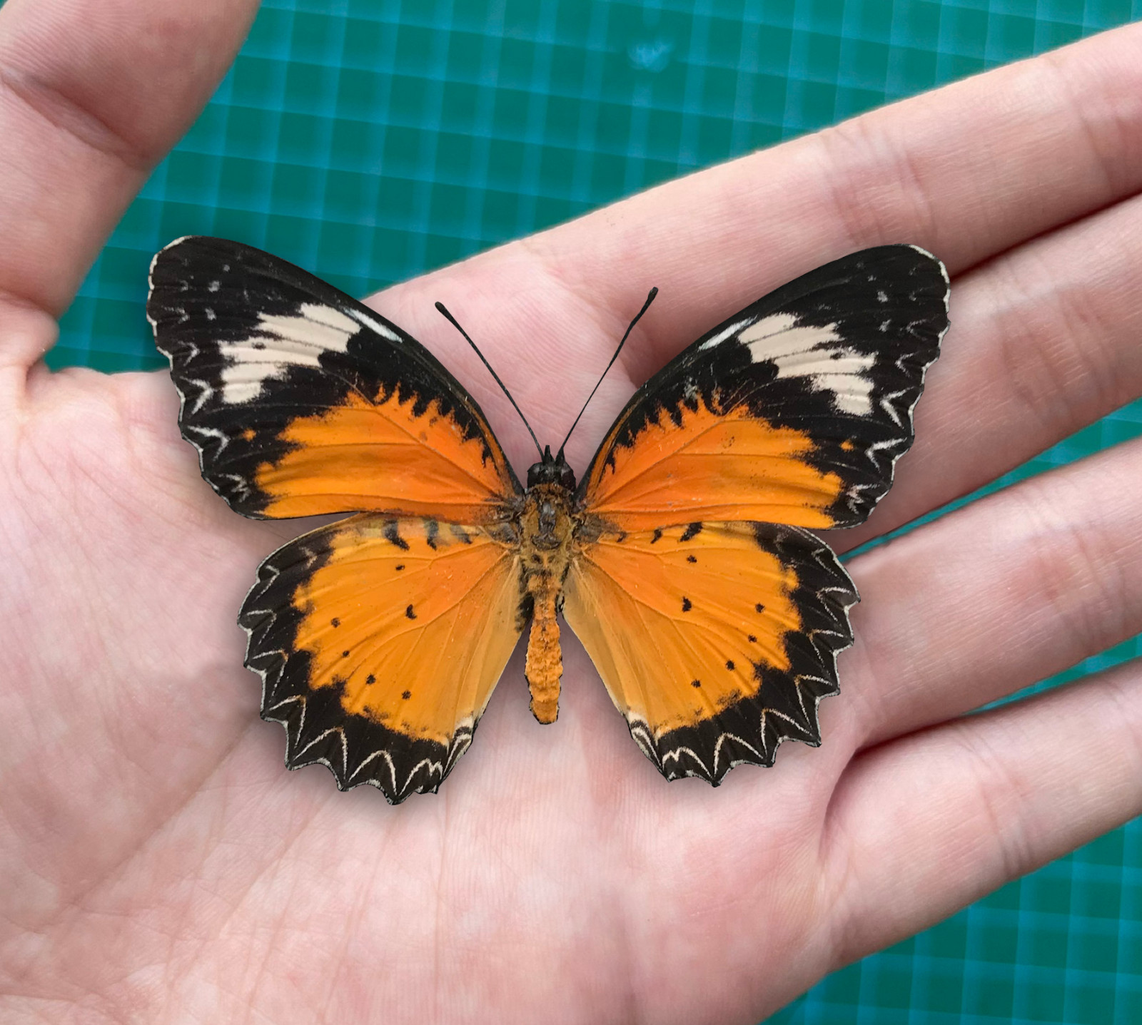 Orange Butterfly Taxidermy 4Pcs Leopard Lacewing Specimens Entomology Collection