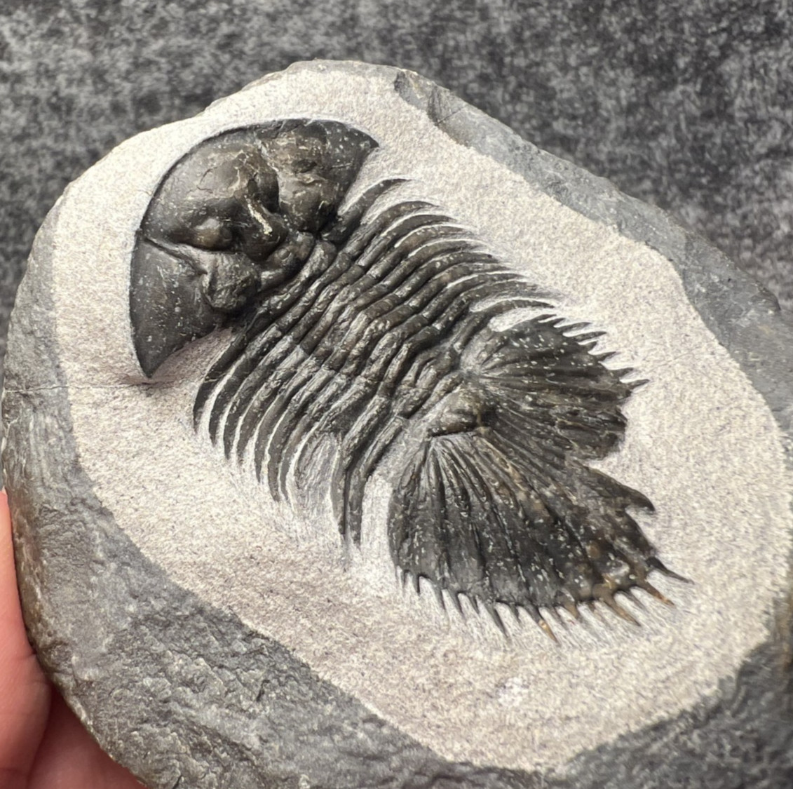 Thysanopeltis speciosa Trilobite Fossil – Beautifully Preserved ✅