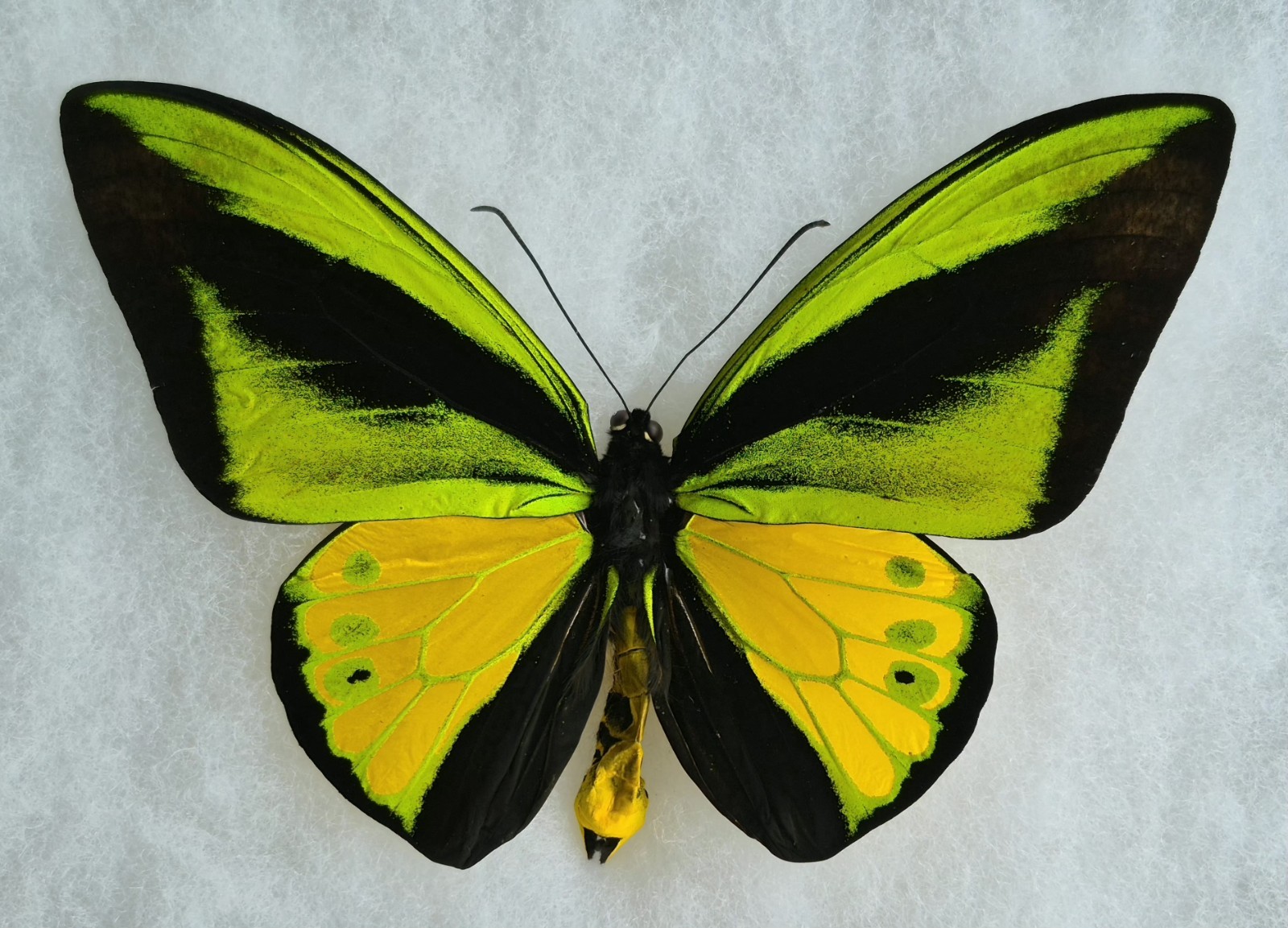 ORNITHOPTERA GOLIATH SANSOM A1 GREEN & YELLOW NEW ARRIVAL #1
