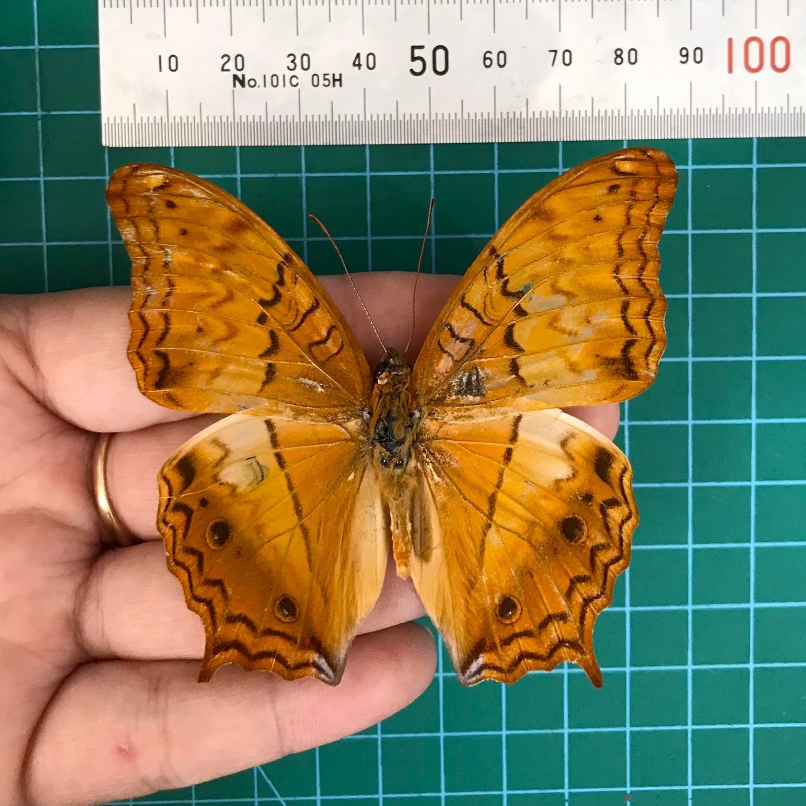 Dried Orange Butterfly Taxidermy 4Pcs Spread Wings Real Specimens Study Project
