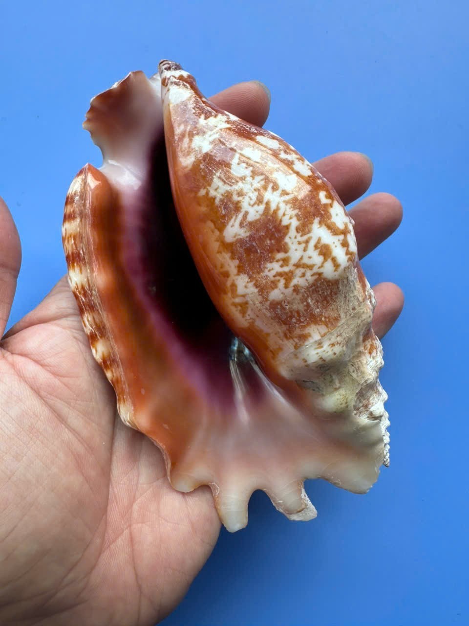 138.5mm | Strombus sinuatus | SUPER GIANT | RARE size | Beautiful shell