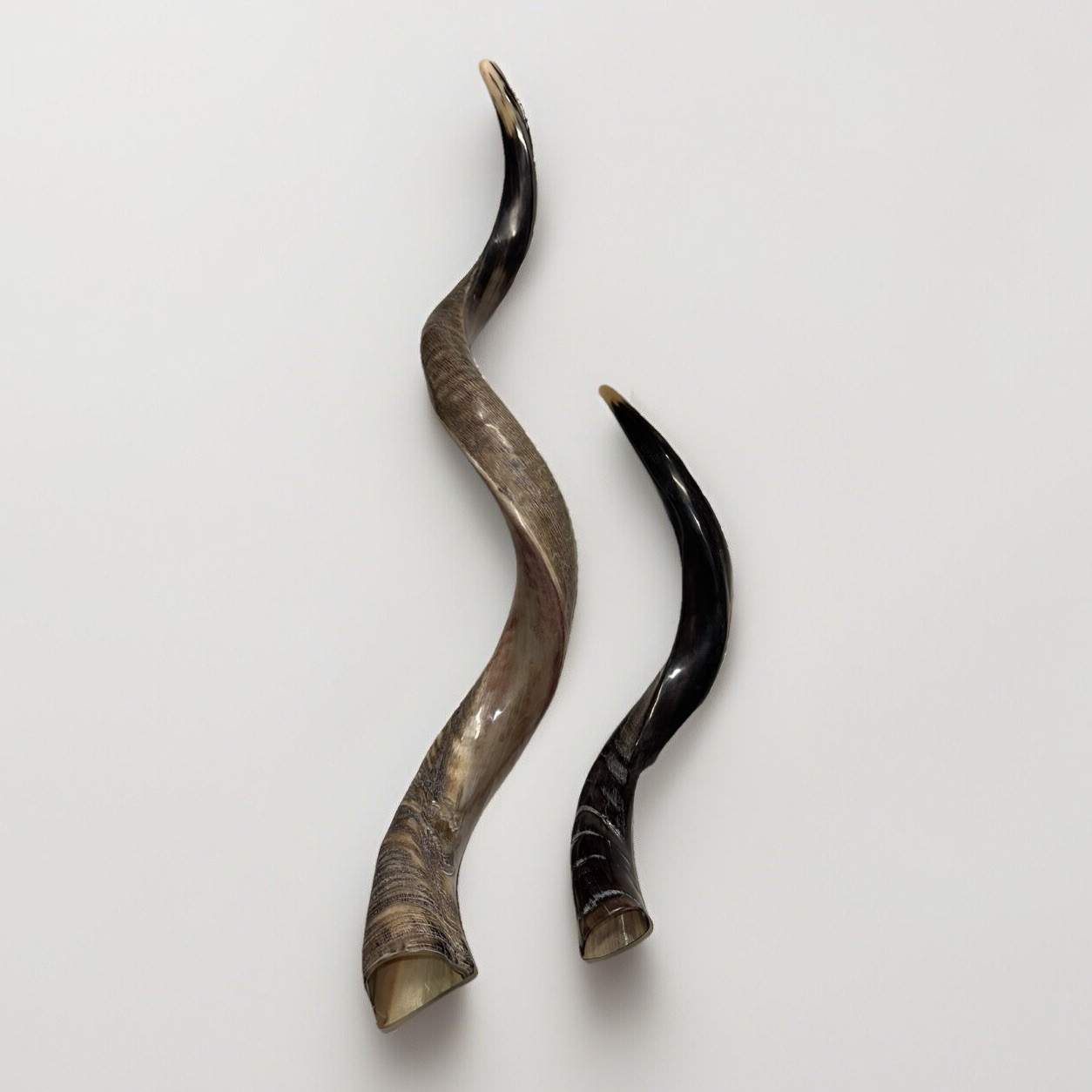 Shofar Yemenite Kudu Horn XXL Set 40”-45”+ 22”-26” New Kosher  USA