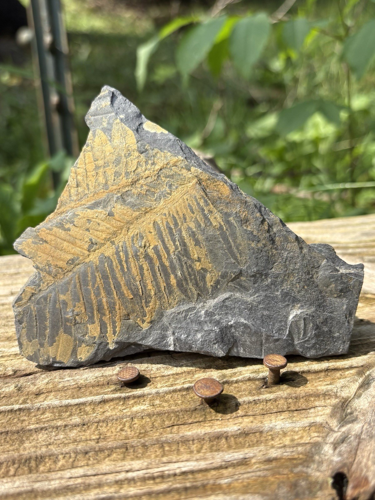 Large Fern Fossil Specimen- Natural 4” Fern Leaves Fossil Shale Impressions