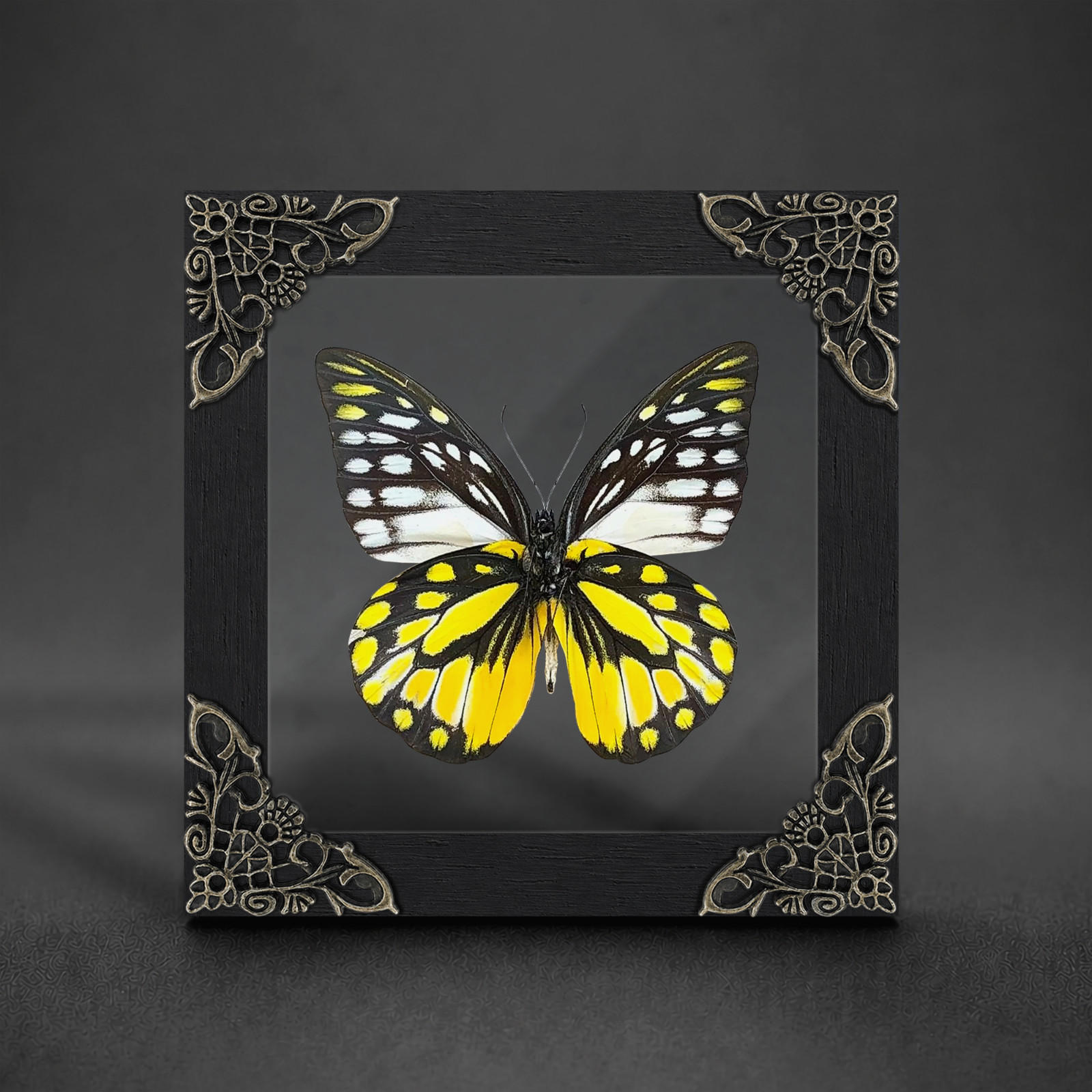 Real Yellow Butterfly Specimen Floating Frame Entomology Display Collector Gift