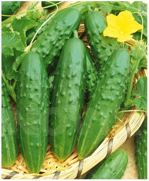 PHOENIX 640 1 g Pickling Cucumber Seeds Traditional Ukrainian Variety Worldwide