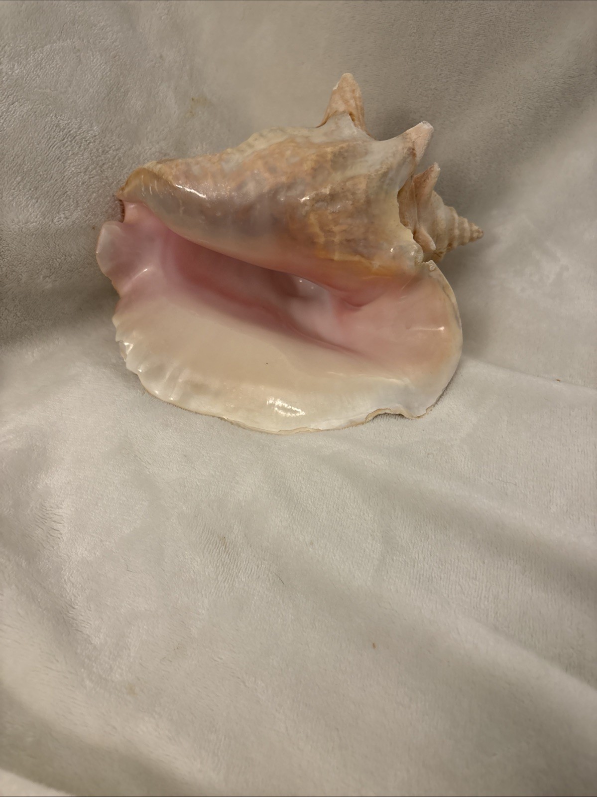 Large Natural Queen Helmet Conch Seashell – Beautiful Coastal Nautical Deco