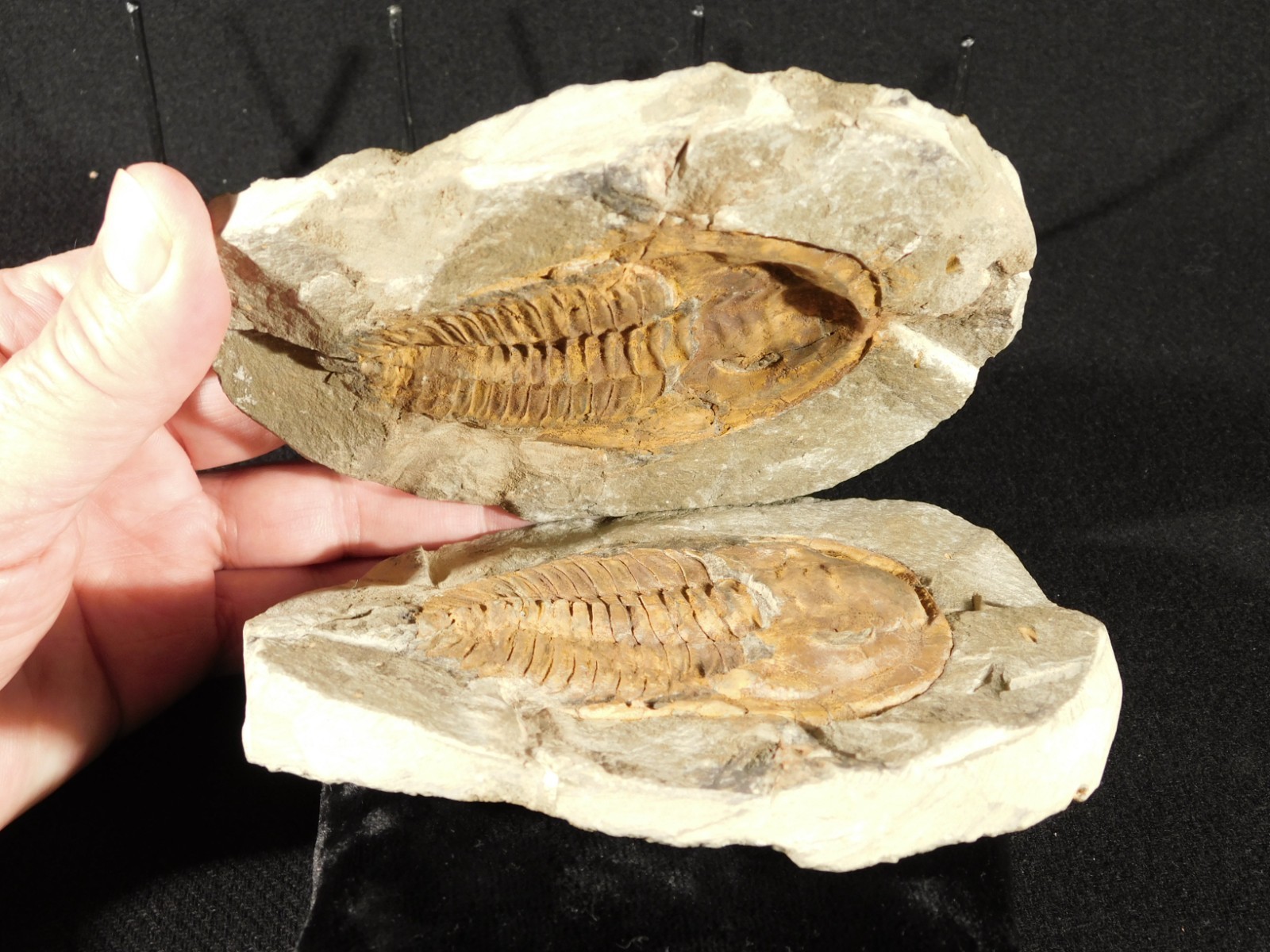 Big Super Nice MUSEUM Cambropallas Telesto TRILOBITE Fossil Morocco 904gr