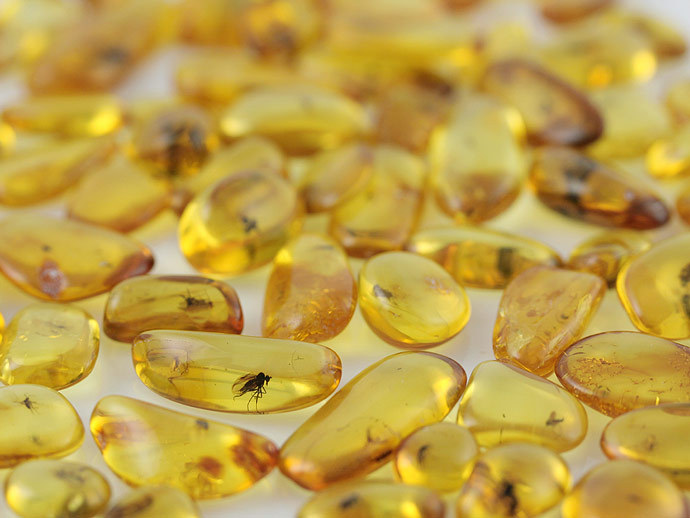 Lot of 5 Genuine  BALTIC AMBER Pieces w FOSSIL INSECTS