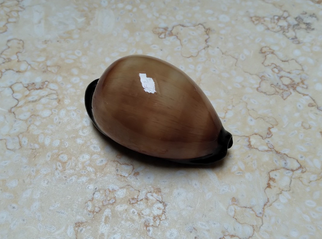 F cypraea exusta GEM RARE SIZE red sea shell super natural glossy 54.3 mm F++++